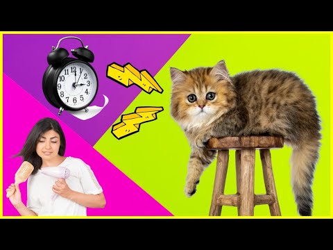 7 Haushaltsgegenstände, die Katzen hassen ❌