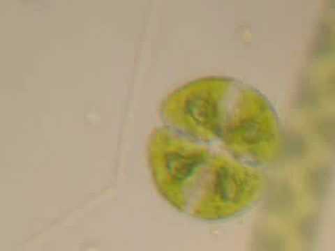 Single Cell From Pond Scum