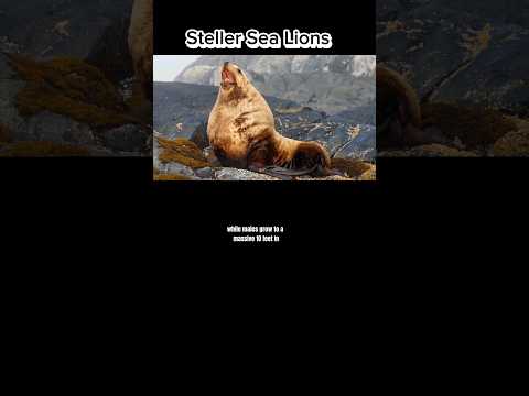 Steller Sea Lions #animals #nature #wildlife #facts