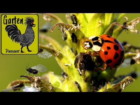 Blattläuse bekämpfen: Schnell zur Chemie greifen - typisch für alte Leute?