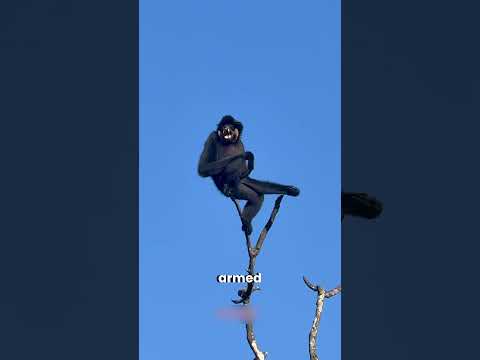 10 Shocking Animal Encounters with Unexpected Twists 😱  #shortvideo