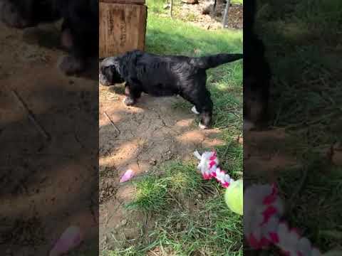 Petunia is a beautiful bernedoodle puppy