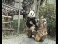 House Of Bamboo Music Video