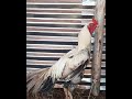 Durai Anna Paiyan Sandai Seval Whatsapp Status FIGHTING ROOSTER High Flyer