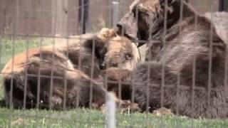 Yellowstone   Summer 2011 HD ✪ American History Channel