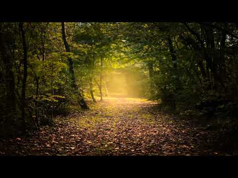 Mude sua vida em 7 dias. Técnica de Relaxamento - Paul Mckenna | Geasi Martins