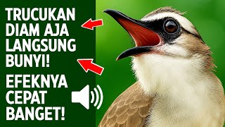Download lagu Suara trucukan gacor ropel ngalas buat pancingan trucukan agar bunyi jadikan burung trucuk gacor mp3