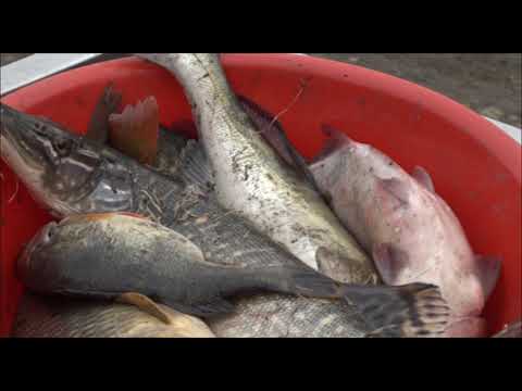 Romania in bucate la Glodeni, judeţul Mures