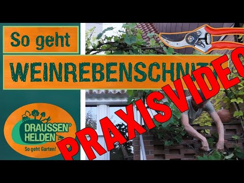 So geht Weinrebenschnitt