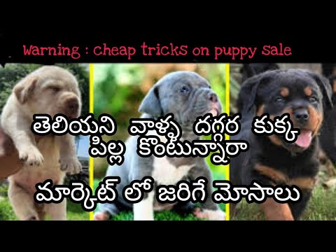 Information about puppy sales telugu || don't buy the puppy's || cheap tricks & lies in dog sales