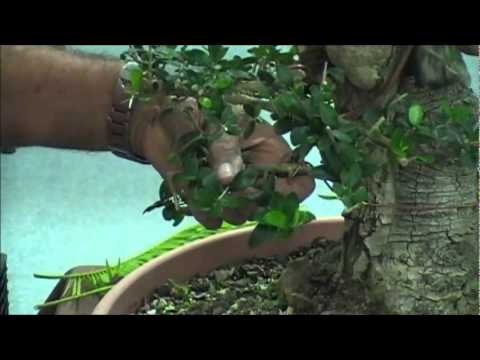 BonsaiArtisans- Glenn Jensen Olive Bonsai Part 2