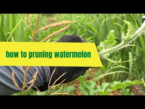 How to pruning watermelon