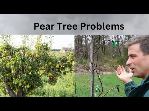 Big Pear Tree Problems: Fire blight vs Sooty Mold