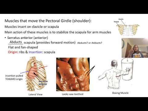 Part II Muscular System
