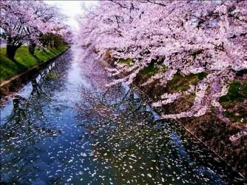 Sakura Sakura ( The Cherry Blossoms ) -  traditional Japanese instrument Koto