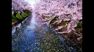Sakura Sakura ( The Cherry Blossoms ) -  traditional Japanese instrument Koto