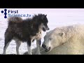 Polarny medved a psi (lootam) - Známka: 1, váha: velká