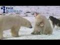 Polar bears and dogs playing 