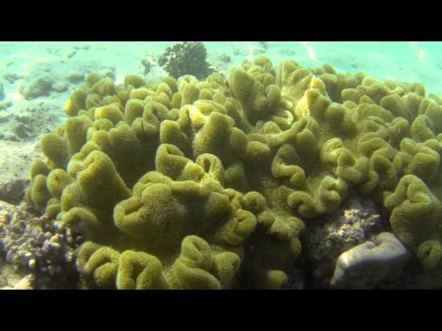 Maldives.  Fihalhohi.  House Reef Snorkeling