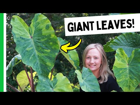 How I Grow Giant Elephant Ears Every Year (It’s Easier Than You Think)