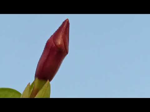      the today's local flowers video @narapalli sai kumar 