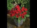 Sunpatiens Red Fire Trio