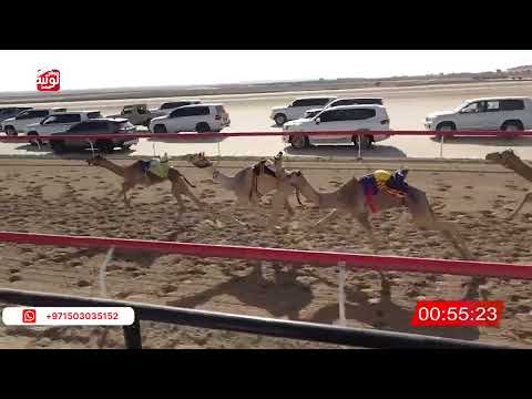ش 8 (عزام) لـ حمد سالم سليم العامري 2:16:69 ، شارة الصندوق 2026/02/13 فطامين الوثبة