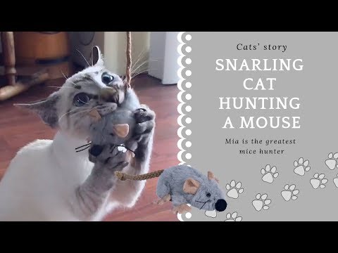 🌀Snarling cat hunting a mouse | Thai cats | Traditional Siamese cats