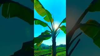 Download lagu story wa pagi hari keren terbaru2022 mp3