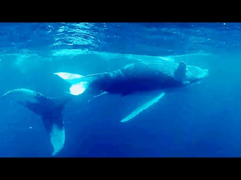 Il canto delle balene: un sito web per ascoltarlo