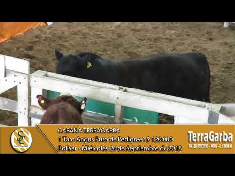 26-09-18 Venta de Toros Angus P.P. - Cabaña TerraGarba - Bolivar