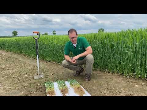 sgl on tour - Update aus dem Saatgutbehandlungsversuch