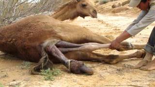 Camel giving birth.