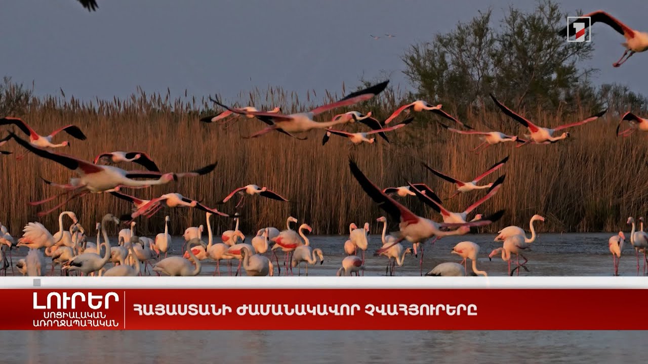 Հայաստանի ժամանակավոր չվահյուրերը