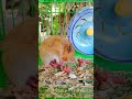 Hamster Giving Birth