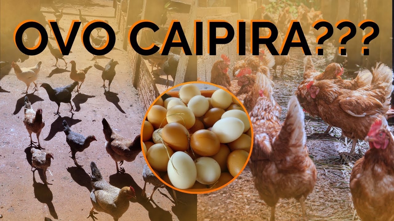 O QUE É OVO CAIPIRA?