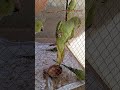 Green Ring Nick Parrot Ytshorts