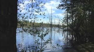 Giving the Unconscious Voice Through Design: A Different Kind of Garden II