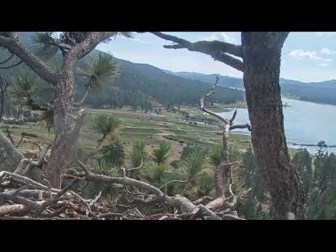 Turkey Vulture fly by Big Bear Bald Eagle Live Nest Cam