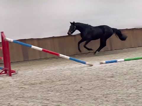 FOR SALE 🚨 3,5yrs old jumping mare by ILL EST BALOU (Baloubet du Rouet)