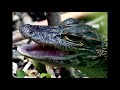 Baby Gator Call