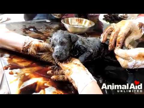 Спасение щенят