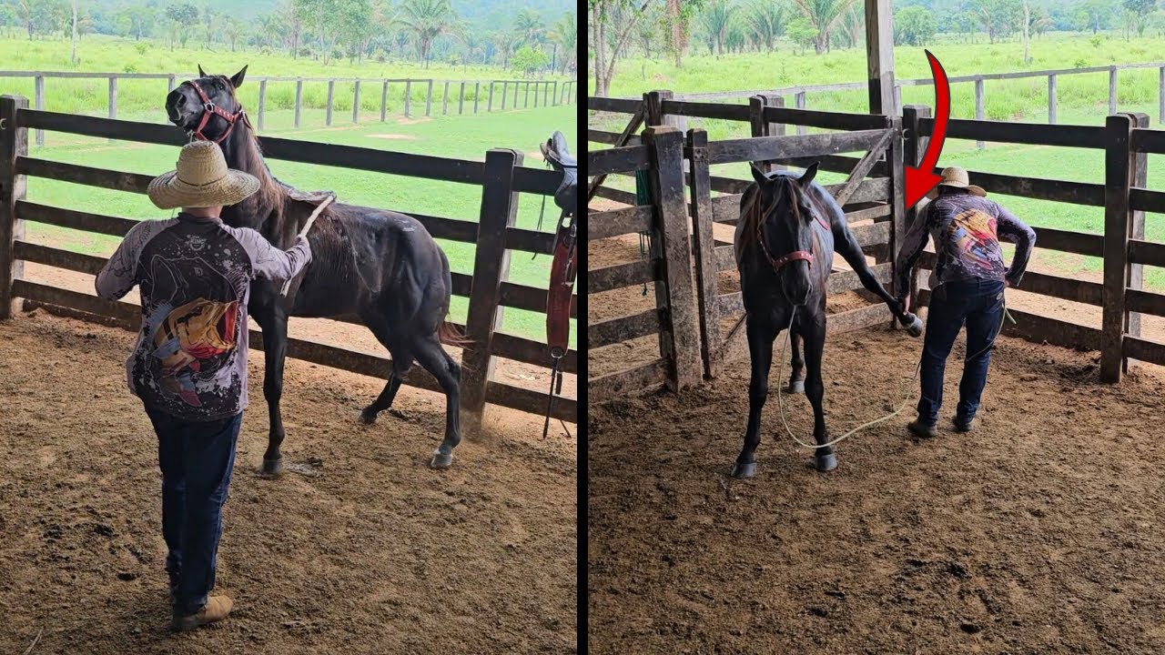 MEU CAVALO ESTÁ NA DOMA😱