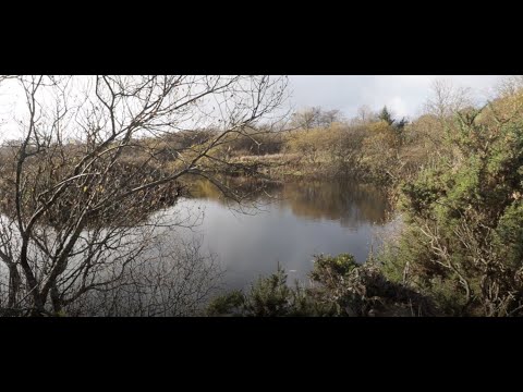 The water voles of West Cornwall