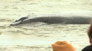 Stranded whale on Ripiro Beach