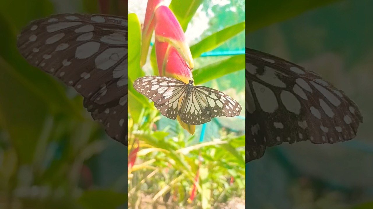 YouTube Short thumbnail