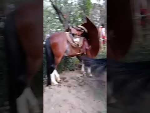 Nido de caballos, San José Catamarca santa María, video arte Daniel Alejandro Aciar