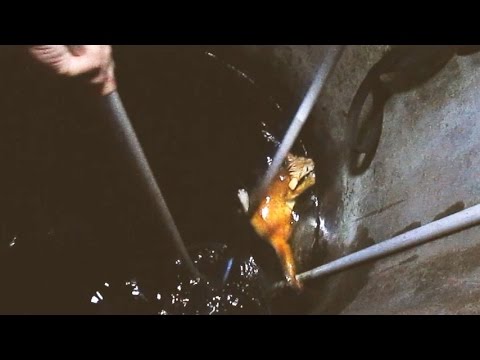 Rescue Falling Cat in the Well