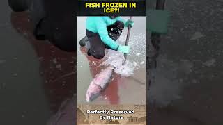 Fish Frozen in Ice! Winter Fishing in Siberia 🧊🐟