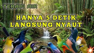Download lagu Rajanya Terapi Air: Pancingan Paling Ampuh Mengatasi Burung Macet Bunyi & Stres Di Jamin Nyaut! mp3
